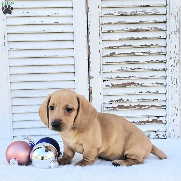 Rudolph, Dachshund Puppy